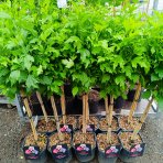 Ibištek sýrsky (Hibiscus syriacus) ´TRICOLOR´ – výška 100-120 cm, kont. C5L - NA KMIENKU 
